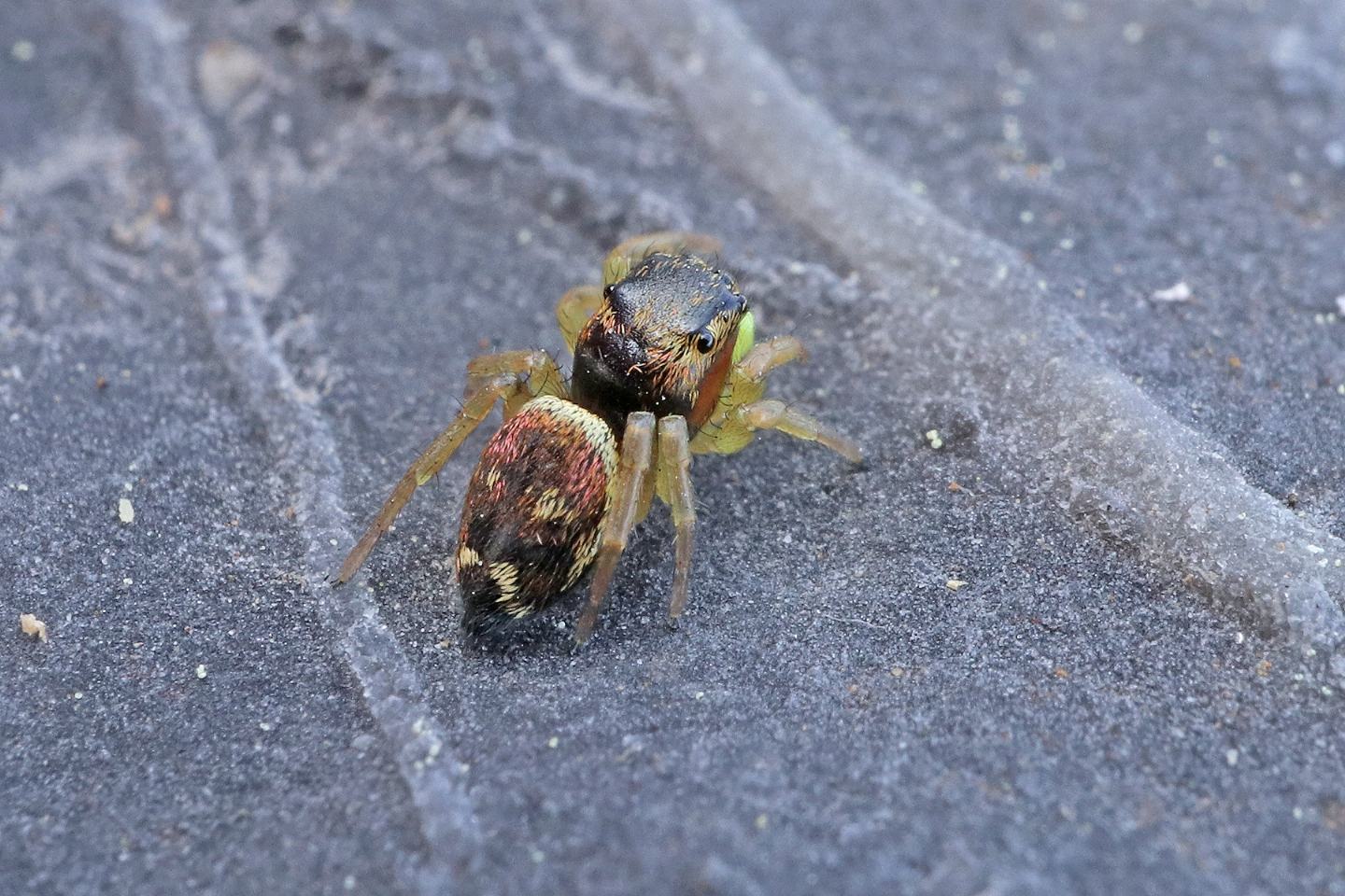 Heliophanus sp.?  S, Heliophanus cfr. cupreus - Portovenere (SP)